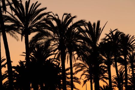 Palms silhouette at sunset. Golden hour.の写真素材