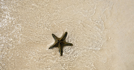 Starfish shell on beachの写真素材