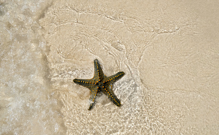Starfish shell on beachの写真素材