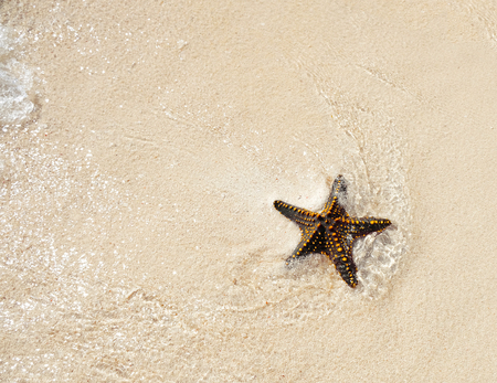 Starfish shell on beachの写真素材