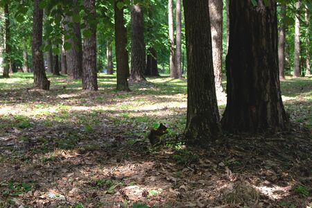 Silhouette of a squirrel in profile in the shade of a treeの写真素材
