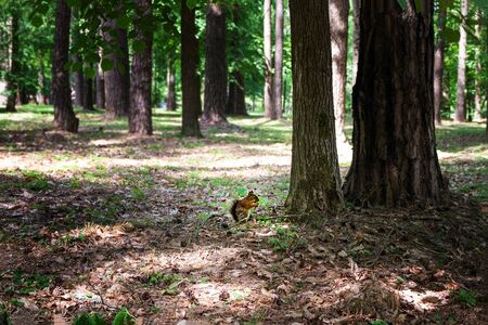 A cute red squirrel in an old park sits in dry foliage under a treeの写真素材