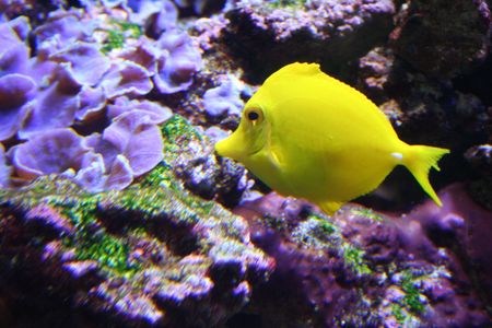 Exotic Fish Angel fish