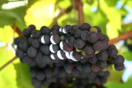 juicy grapesの写真素材