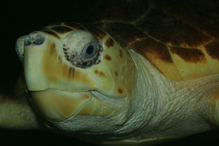 Turtle's head