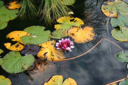lotus blooming on the lake