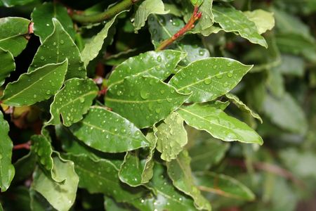 laurel leaves, bay leaf, after the rain