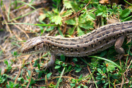 Beautiful Nature scene, fauna, flora,の写真素材