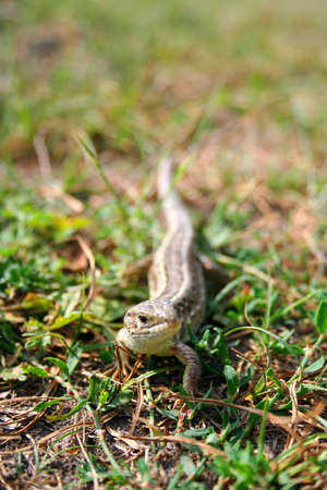 Beautiful Nature scene, fauna, flora,の写真素材