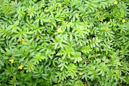 background flowers from the mershの写真素材