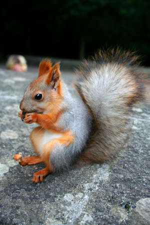 squirrel that nibble nuts, nutcrackerの写真素材