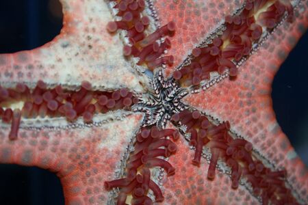 starfish, Asteroidea  - underwater life of the exotic seasの写真素材