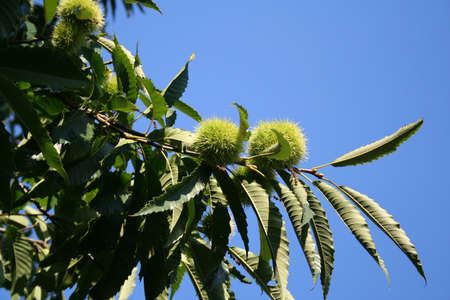 Horse chestnut over the tree branchの写真素材