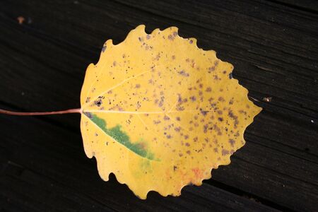 Leaf - Autumn Landscape, beautiful vivid natureの写真素材