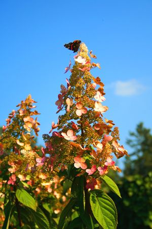 beautiful nature elements , garden, summer shots