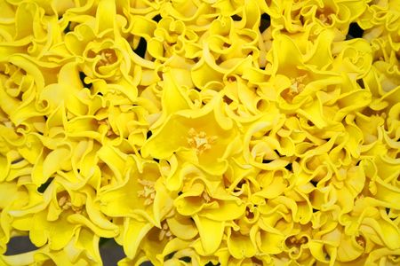 Beautiful tulip flowers, top viewの写真素材