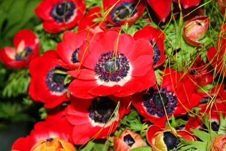 Beautiful blooming red poppy fowersの写真素材