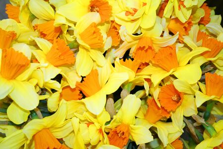 Beautiful narcissus fowers, cissi; daffodilの写真素材