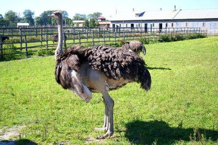 Ostrich in the farm over the green grass