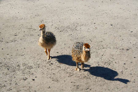 Young ostrich birds in the farmの写真素材