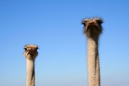 Ostrich. Supervision systemの写真素材