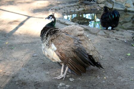 female of peacock bird on the groundの写真素材