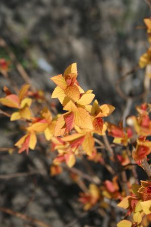 Beautiful offspring. Autumn colors of the spring. Lifecycle. Nature. Outdoors