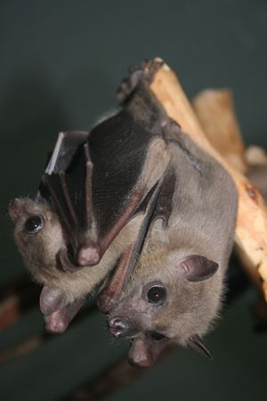 Microchiroptera. Two bat's hanging on the branchの写真素材