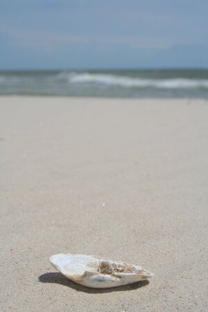Sea shell on the beach. Summer season Seaside pictures