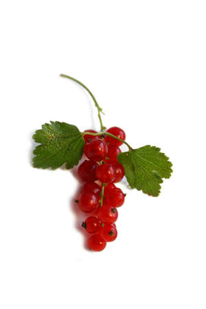 Red currant berries. Still life