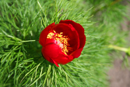 "No pain no gain" - gathering profit. Red flower with the bee, gathering pollenの写真素材