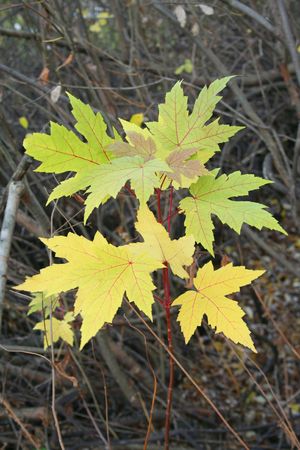 Maple levaes in the autumn. Fall seasonの写真素材 [40002410490] - イメージマート