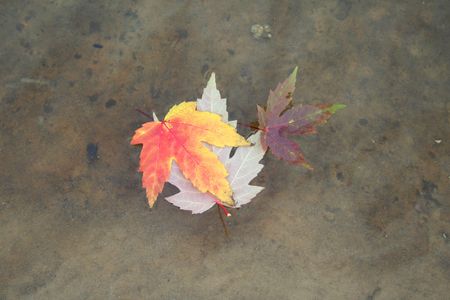Maple levaes in the autumn. Fall seasonの写真素材 [40002410485] - イメージマート
