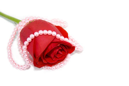 Pearl necklace over the red rose. Saint Valentine day topic. Still lifeの写真素材