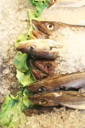 Seafood. Fish on the ice.