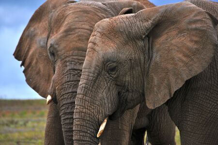 Elephants Togetherの写真素材