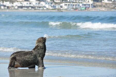 Seal on Beachの写真素材