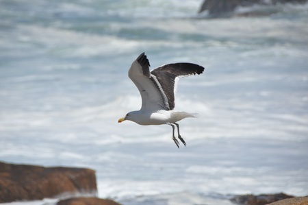 Seagull flying on the shoreline at the beachの写真素材