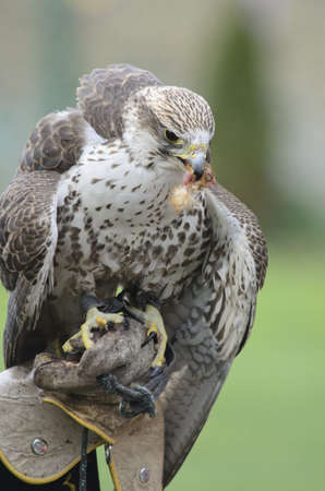 Bird of Preyの写真素材