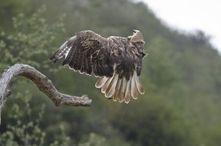 Eagleの写真素材