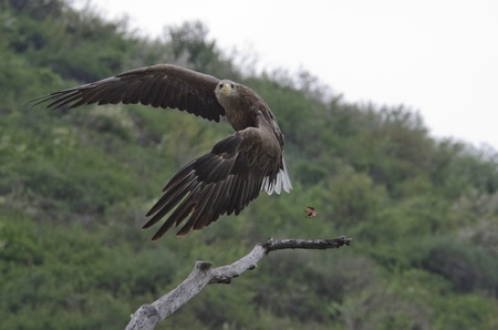 Eagle