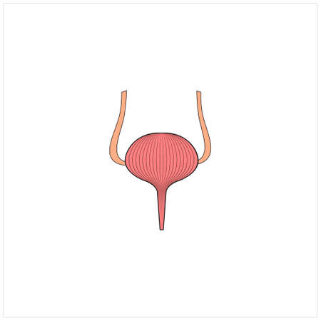Modern Minimalistic Human Bladder Icon Vector. Simple Bladder sign for human anatomy, medical or healthcare concept. Bladder symbol isolated on white background.のイラスト素材