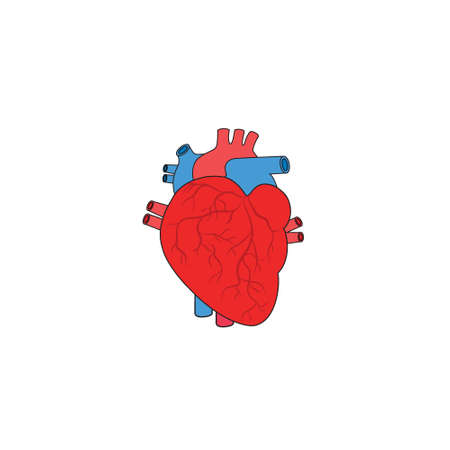 Modern Minimalistic Human Heart Icon Vector. Simple Heart sign for human anatomy, medical or healthcare concept. Heart Anatomy symbol isolated on white background.のイラスト素材