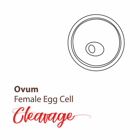 Illustration of a cell stage embryo. Four cell stage icon. Vector cleavage cell line. outline Illustration cleavageのイラスト素材