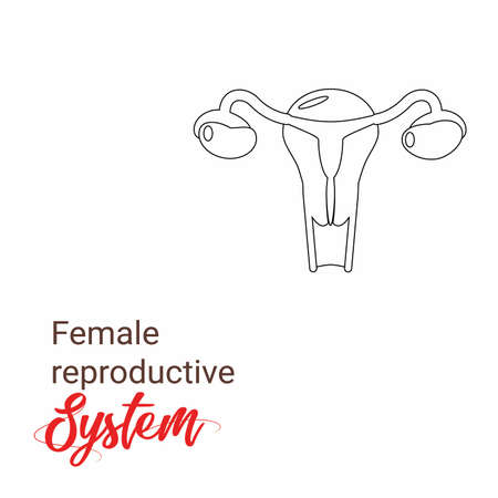Uterus human figure Illustration material, Human anatomy. Female reproductive system, Minimalist female reproductive organs. Organs location scheme uterus, cervix, ovary, fallopianのイラスト素材
