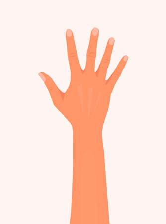 Hand showing five fingers and palm vector illustration. Woman or man hand palm isolated white background. outside of the hand flat vector modern designのイラスト素材