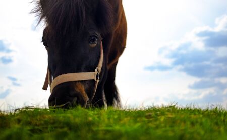 Horse eating grass on the field and looking into the cameraの写真素材