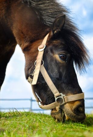 Horse eating grass on the fieldの写真素材