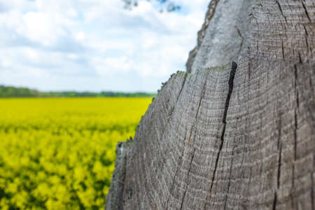 Yellow plants the tree rings and the sky