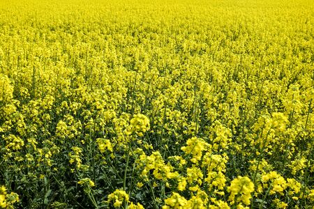 A field of yellow plants and a sky